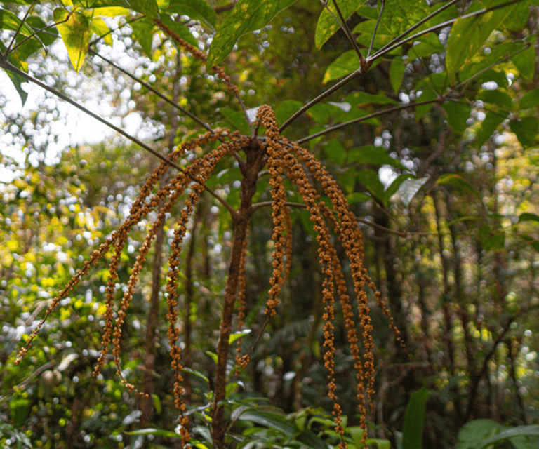 Sabah: Kinabalu Park, Hot Springs, and Cow Farm Day Tour - Kinabalu Park Guided Walk: Where Biodiversity Becomes Personal
