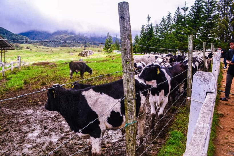 Sabah: Kinabalu Park, Poring Hot Springs & Desa Farm Tour - Why this 11-hour Sabah day feels like smart value