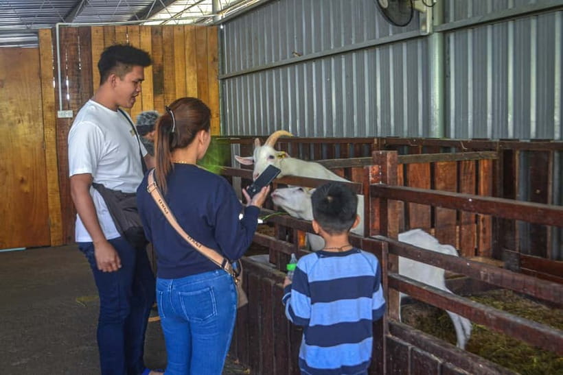Sabah: Kinabalu Park, Poring Hot Springs & Desa Farm Tour - Who this tour suits best, and who should think twice