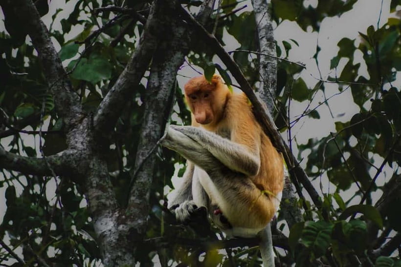 Sabah: Mangrove Fireflies, and Sky Mirror Dream Beach Tour - Key things I’d watch for before you go