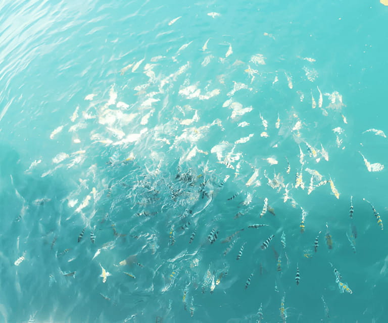 Sabah: Manukan and Sapi Islands Excursion Ticket - Sapi Island: where you can chase fish, speed, and sea views