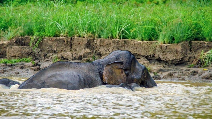 Sandakan: 2 Days 1 Night Bilit, Kinabatangan River Wildlife - Bilit Adventure Lodge: what to expect from the overnight stay