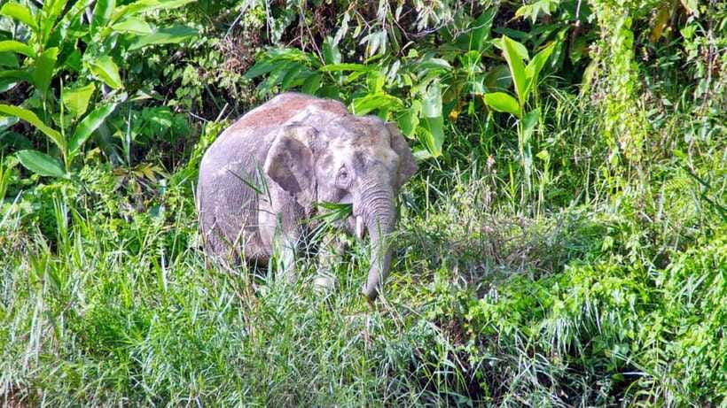 Sandakan: 2 Days 1 Night Bilit, Kinabatangan River Wildlife - Night walks, tree planting, and why these activities matter