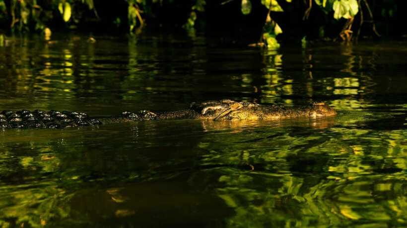 Sandakan: 2 Days 1 Night Bilit, Kinabatangan River Wildlife - Who this tour suits best, and who should think twice