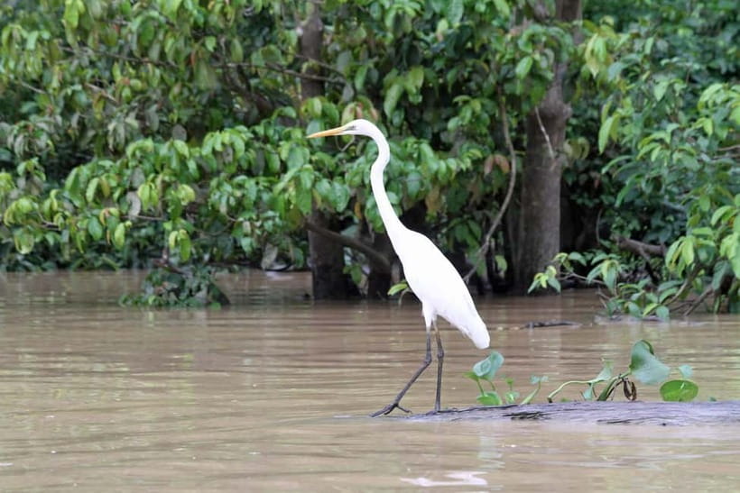 Sandakan: 3D2N The Wild Heart of Borneo River Secrets - Price and what you truly get for $316