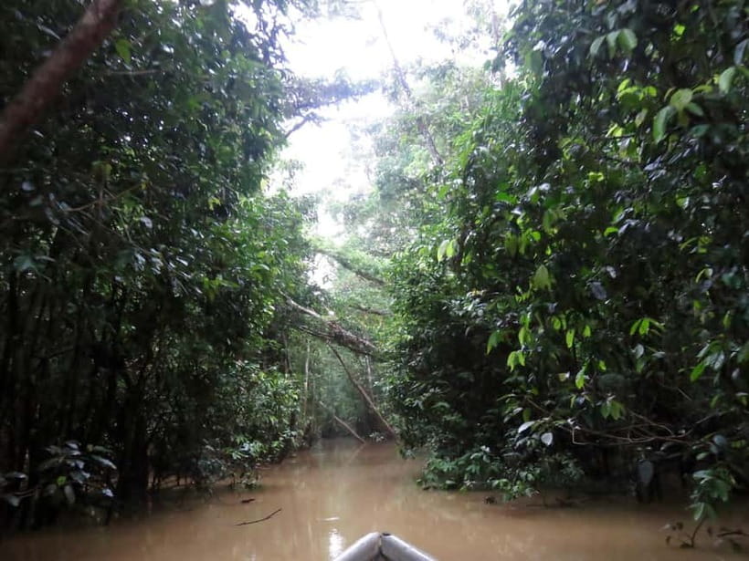Sandakan: 3D2N The Wild Heart of Borneo River Secrets - The jungle walk: microhabitats, orangutan nests, and medicinal plant talk