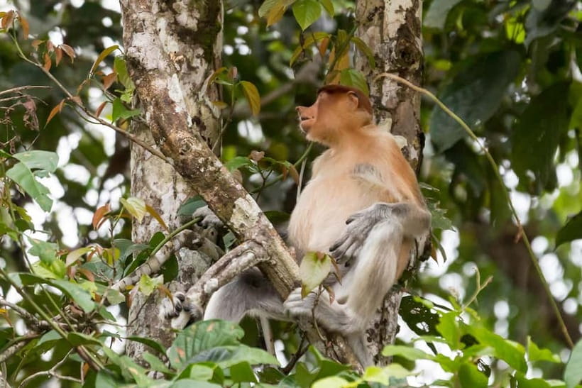 Sandakan: 3D2N The Wild Heart of Borneo River Secrets - Final daybreak safari: searching with better eyes