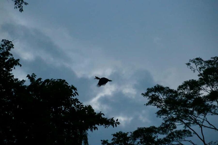 Sandakan: Gomantong Cave Echoes & Kinabatangan River Safari - Gomantong Caves and Simud Hitam: bats, swiftlets, and the edible nests question