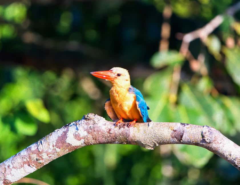 Sandakan: Gomantong Cave Echoes & Kinabatangan River Safari - Lunch, early dinner, and how meals fit the rhythm
