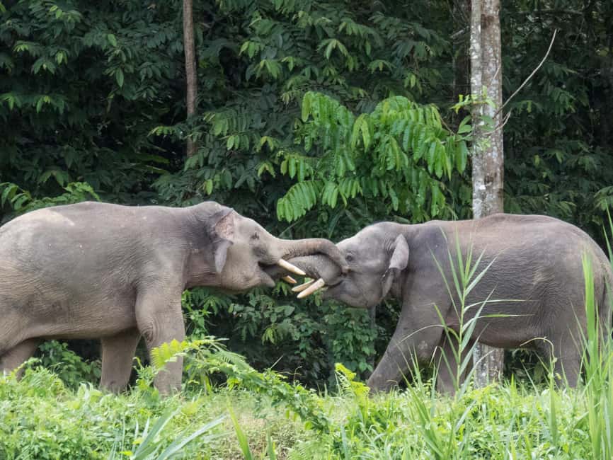 Sandakan: Gomantong Cave Echoes & Kinabatangan River Safari - Should you book Sandakan: Gomantong Cave Echoes and Kinabatangan River Safari?