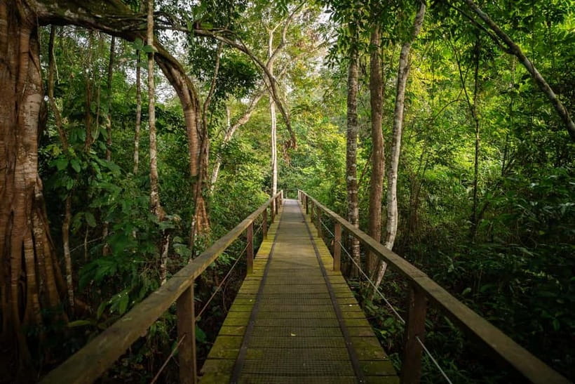 Sandakan: Kinabatangan River Wildlife Cruise with Lunch - Guide, group size, and comfort: making wildlife viewing easier