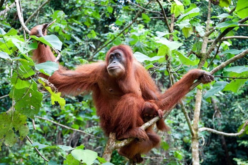 Sandakan: Kinabatangan River Wildlife Cruise with Lunch - Price and value around $207: who benefits most