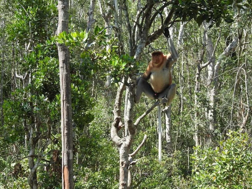Sandakan: Kinabatangan River Wildlife Cruise with Lunch - Kinabatangan River cruise: the boat time for primates and birds