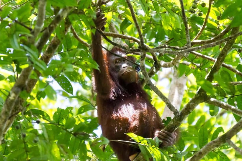 Sandakan: Sukau Rainforest Wildlife Journey & Dawn Cruises - Your river cruise: what your guide looks for, and how you can help