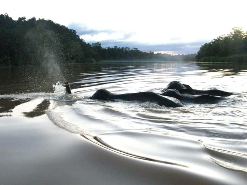 Sandakan: Sukau Rainforest Wildlife Journey & Dawn Cruises - Sunset cruises and dinner: the rhythm of the lodge evening