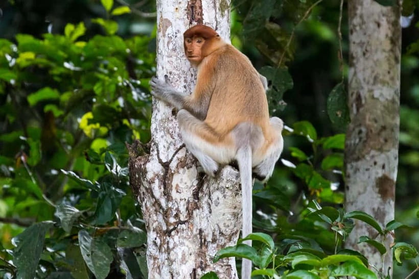 Sandakan: Sukau Rainforest Wildlife Journey & Dawn Cruises - Overnight value: more cruises, jungle walk, and better wildlife odds