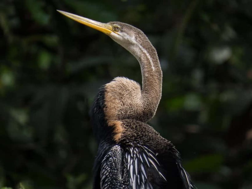 Sandakan: Sukau Rainforest Wildlife Journey & Dawn Cruises - What’s included, and how that affects value at $107