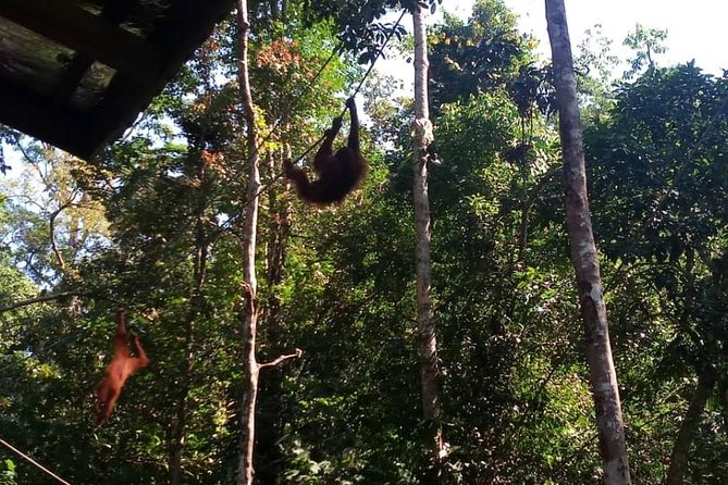 Semenggoh Orangutan Center & Sarawak Cultural Village - Guide Power: When Mr Don and Mr Kent Actually Matter