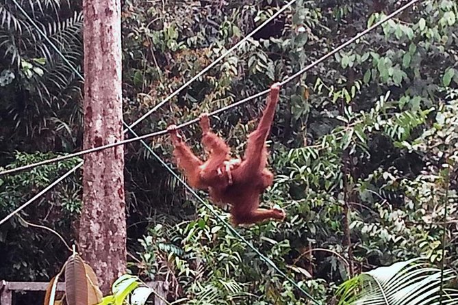 Semenggoh Orangutan Centre from Kuching - Price and value: is $66 for Semenggoh a fair trade?