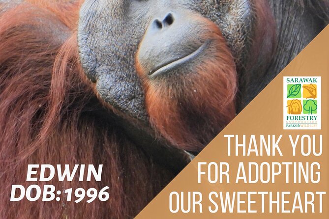 Semenggoh Orangutan Centre from Kuching - Should you book Semenggoh Orangutan Centre from Kuching?