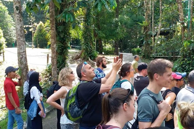 Semenggoh Orangutan Centre from Kuching - Rain forest walk before feeding: the best place to use your patience