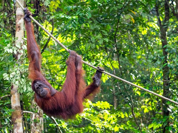 Semenggoh Wildlife Centre: Orangutan Discovery from Kuching - Key things I’d watch for at Semenggoh