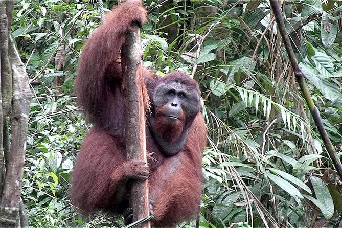Semenggoh Wildlife Centre: Orangutan Discovery from Kuching - What your morning looks like inside the centre