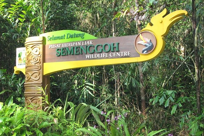 Semenggoh Wildlife Centre: Orangutan Discovery from Kuching - When orangutans do show up, and when they don’t