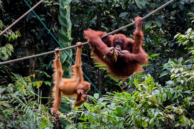 Semenggoh Wildlife Centre: Orangutan Discovery from Kuching - Shoes, weather, and what to bring for swampy walkway conditions