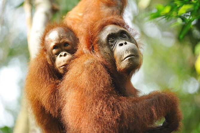 Semenggoh Wildlife Centre: Orangutan Discovery from Kuching - Price and value, is $69.96 a good deal from Kuching?
