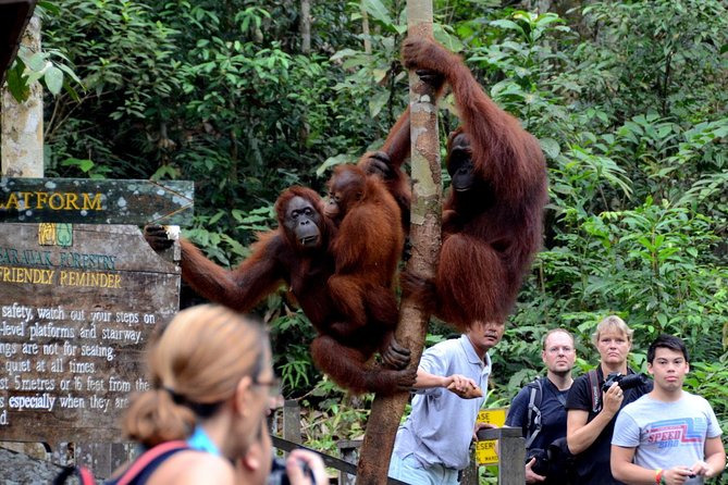 Semenggoh Wildlife Centre: Orangutan Discovery from Kuching - The guide and driver factor, why a good interpreter matters here