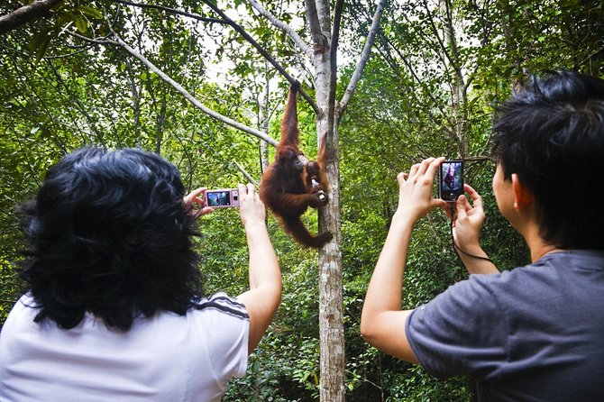 Semenggoh Wildlife Centre Tour: Discover Sarawak’s Orangutans - Why Semenggoh Works So Well For a Short Stop