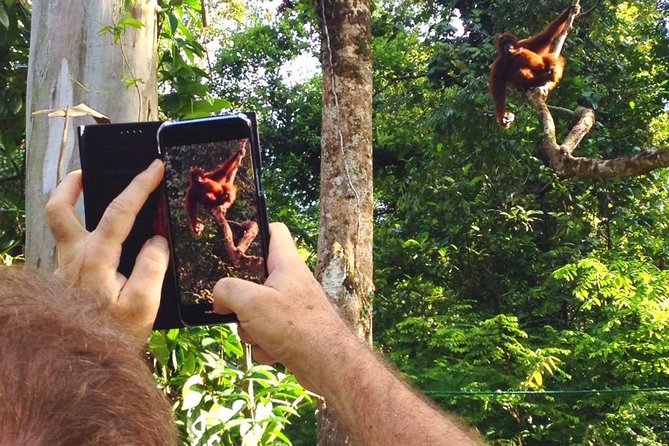 Semenggoh Wildlife Centre Tour: Discover Sarawak’s Orangutans - Spotting Orangutans: Why Season and Weather Matter
