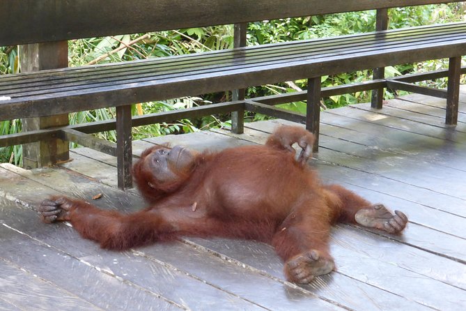 Semenggoh Wildlife Centre Tour: Discover Sarawak’s Orangutans - Your Guide Matters: English-Speaking Drivers Who Actually Explain