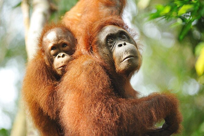 Semenggoh Wildlife Centre Tour: Discover Sarawak’s Orangutans - Price and Value: What $70.10 Buys You in Real Terms