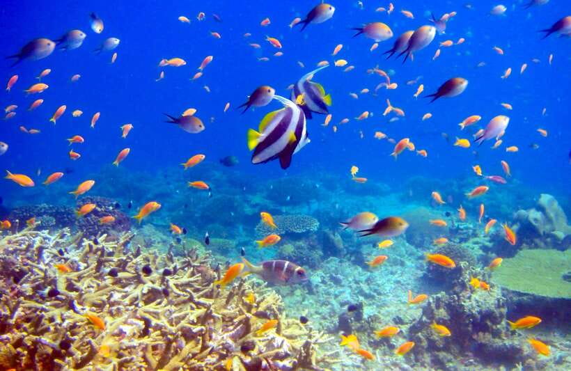 Semporna: Bohey 3 Islands Hike, Snorkel/Dive Tour with Lunch - Who should book, and who should skip this kind of day