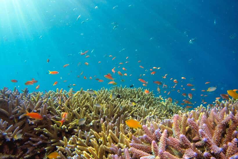 Semporna: Explore 3 Islands Tour Snorkel or Dive & Lunch - How Big is the Group, and What the Guides Are Like