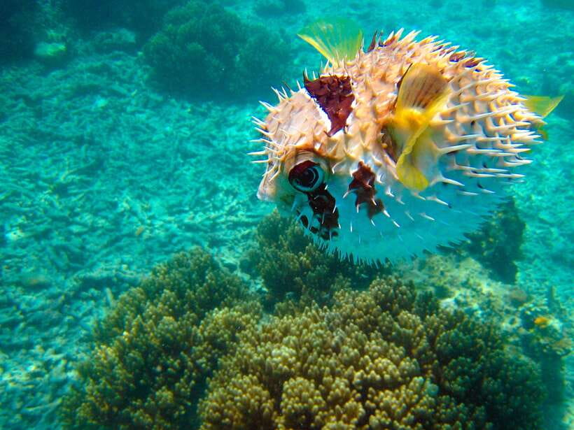 Semporna: Mabul and Kapalai Trip in Snorkel or Dive & Lunch - Kapalai Reef Stop, the Blue-Water Effect, and Turtle Odds