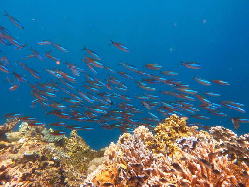 Semporna: Mabul and Kapalai Trip in Snorkel or Dive & Lunch - Lunch Box Reality Check, What Is Provided, and What to Add
