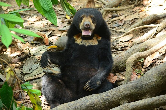 Sepilok Orang Utan & Bornean Sun Bear Centre with Sandakan City Tour with Lunch - Key things you’ll notice on this Sandakan day