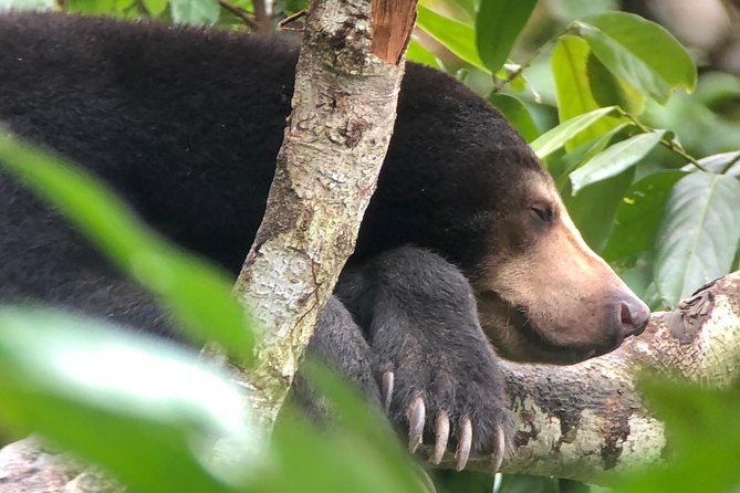 Sepilok Orang Utan & Bornean Sun Bear Centre with Sandakan City Tour with Lunch - How this tour fits together in one smooth wildlife day