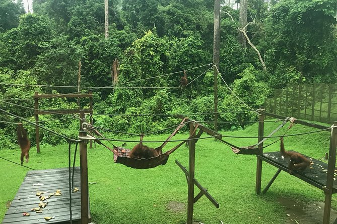 Sepilok Orang Utan & Bornean Sun Bear Centre with Sandakan City Tour with Lunch - Transfers, group size, and what to pack for a smooth day