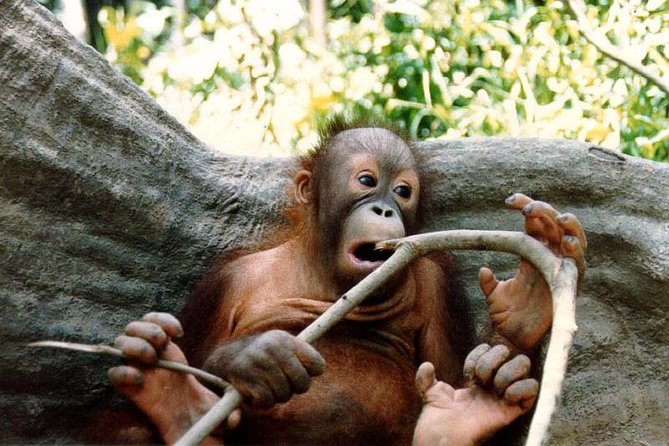 Sepilok Orang Utan & Bornean Sun Bear Centre with Sandakan City Tour with Lunch - Weather matters in Sandakan, so have a Plan B mindset