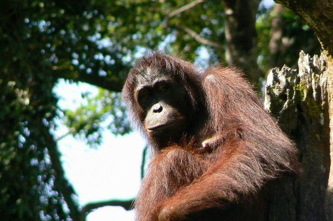 Sepilok Orang Utan & Bornean Sun Bear Centre with Sandakan City Tour with Lunch - Sepilok Orangutan Rehabilitation Centre: more than a photo stop