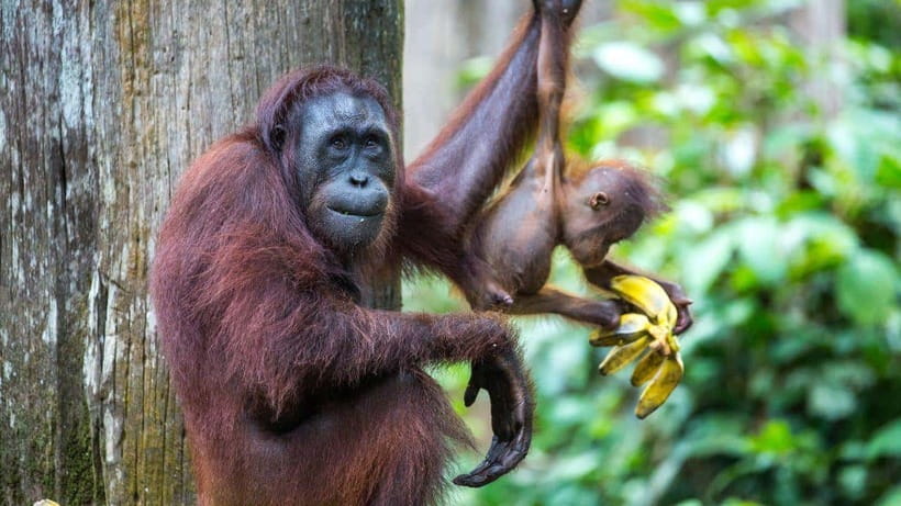 Sepilok Orangutan & Sun Bear Half-Day Tour | Sandakan - Using Your Time at Sepilok: Education Moments Beyond the Platform