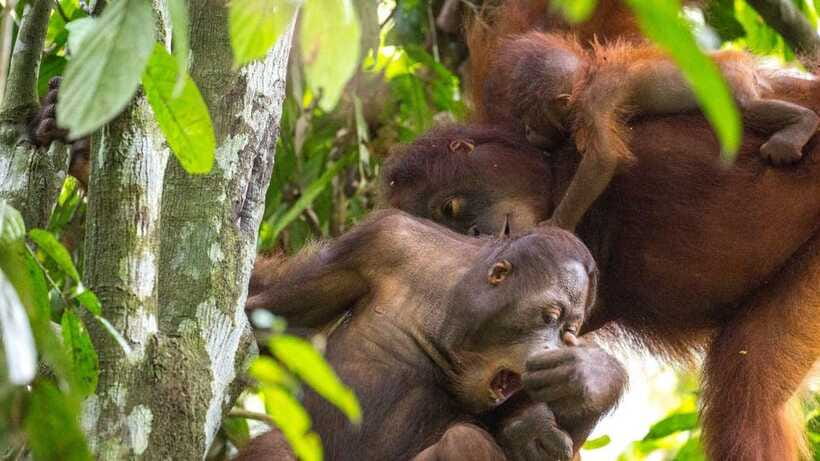 Sepilok Orangutan & Sun Bear Half-Day Tour | Sandakan - The Sun Bear Conservation Centre Walk: A Different Kind of Wow