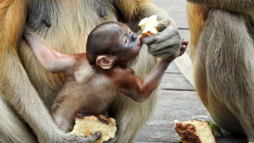 Sepilok Orangutan & Sun Bear Half-Day Tour | Sandakan - Value Check: Is $169 Per Person Worth It?