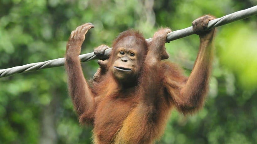 Sepilok Orangutan & Sun Bear Half-Day Tour | Sandakan - What to Bring So the Day Feels Easy