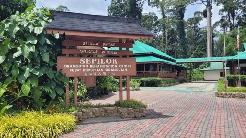 Sepilok OrangUtan, Sun Bear & Labuk Bay Full Day Trip - Sandakan Wildlife in One Day, Without the Headache