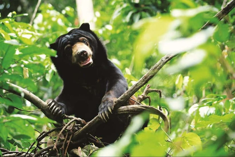 Sepilok OrangUtan, Sun Bear & Labuk Bay Full Day Trip - Who This Trip Fits Best, and Who Should Think Twice